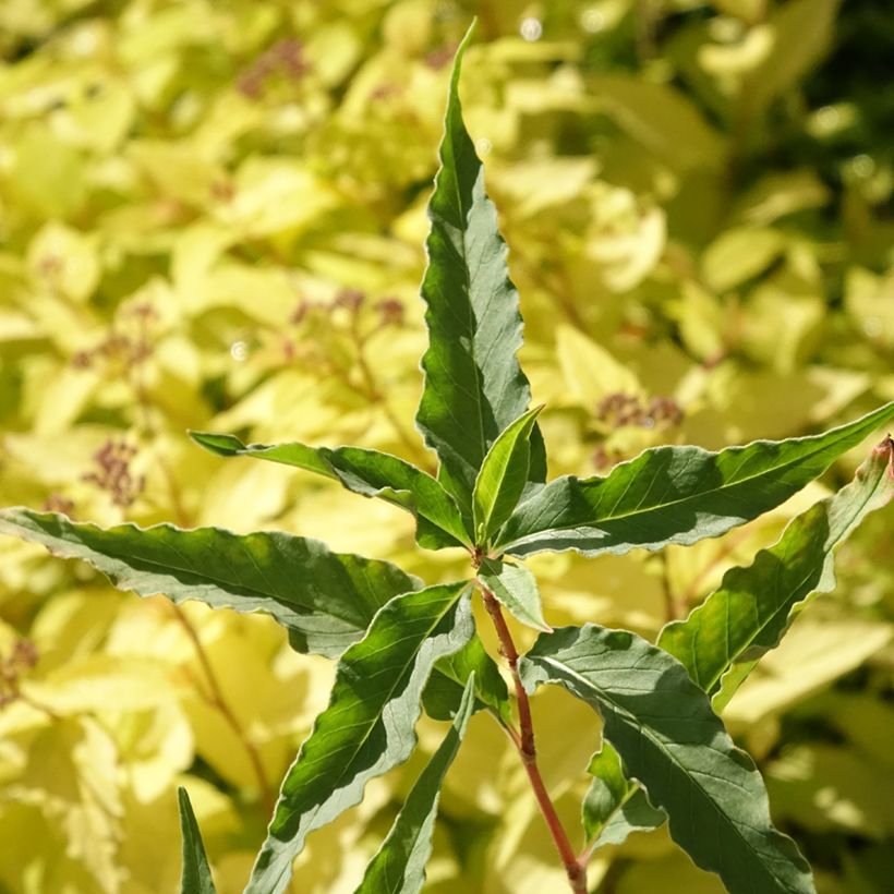 Renouée - Persicaria dshawachischwilii (Feuillage)