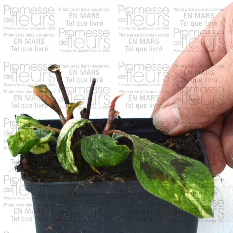 Example of Renouée - Persicaria fili. Comptons Red Godet de 8/9 cm as you get