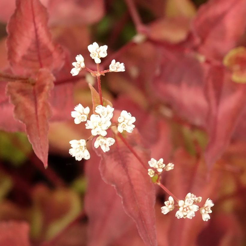 Renouée - Persicaria micro. Red Dragon (Feuillage)