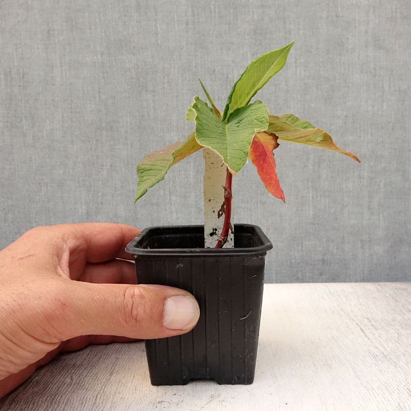 Spécimen de Renouée - Persicaria weyrichii Godet de 8/9 cm tel que livré en été