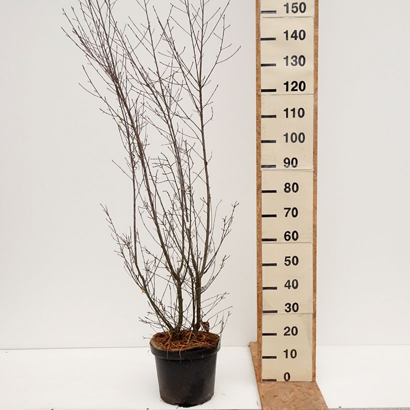 Spécimen de Rhamnus frangula Asplenifolia - Frangula alnus Pot de 7,5L/10L tel que livré en automne