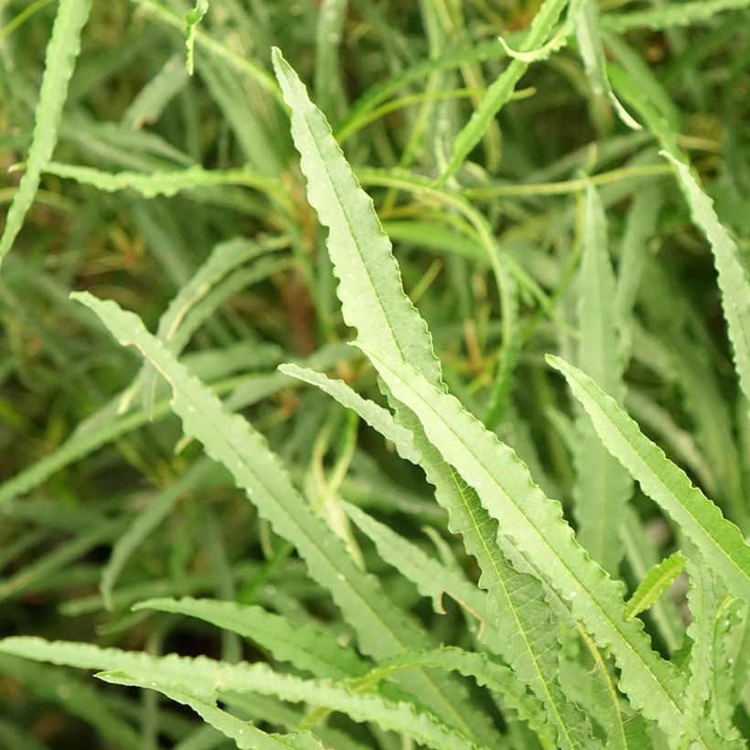 Rhamnus frangula Fine Line - Bourdaine, Frangula alnus (Foliage)