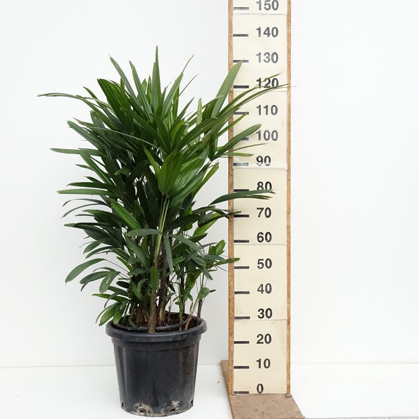 Spécimen de Rhapis excelsa - Palmier bambou Pot de 20L/25L tel que livré au printemps