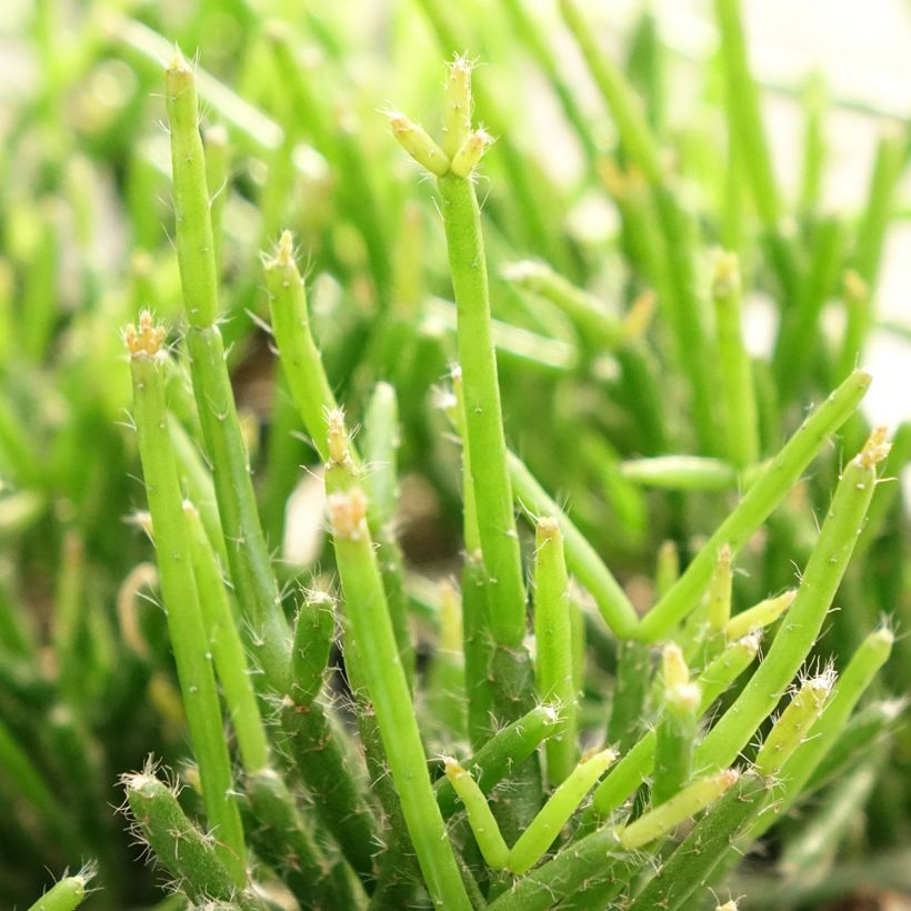 Rhipsalis burchellii - Cactus-gui (Feuillage)