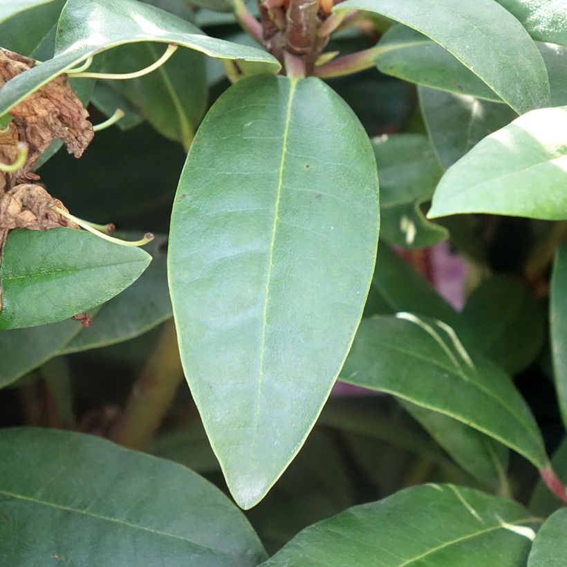 Rhododendron Alfred (Feuillage)