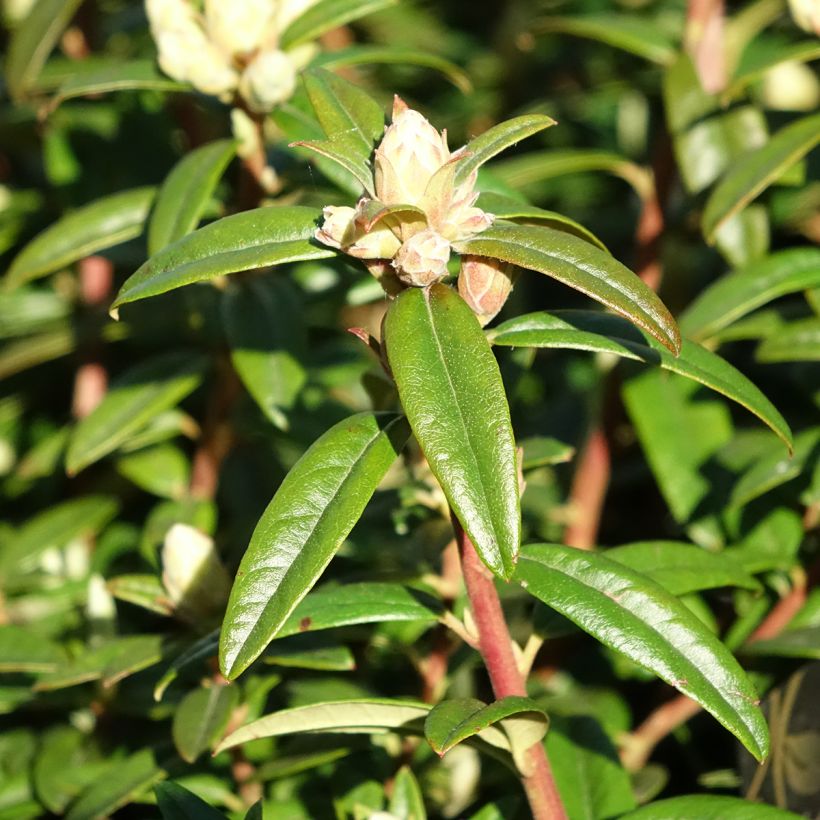 Rhododendron Artic Tern - Rhododendron nain (Feuillage)