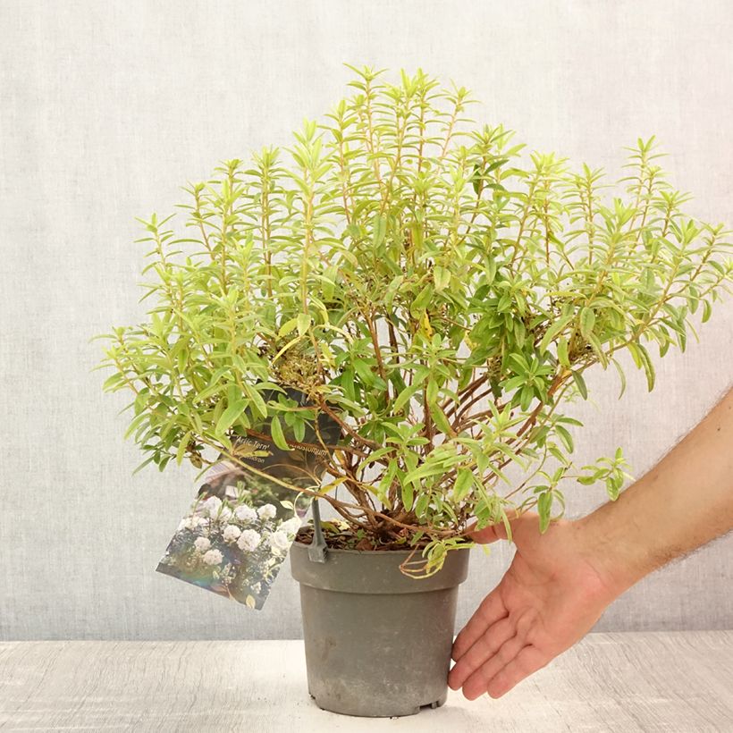 Spécimen de Rhododendron Artic Tern - Rhododendron nain Pot de 2L/3L tel que livré en été