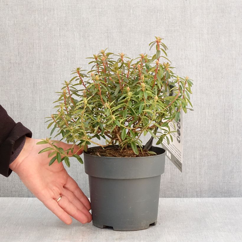 Spécimen de Rhododendron Artic Tern - Rhododendron nain Pot de 2L/3L tel que livré en hiver
