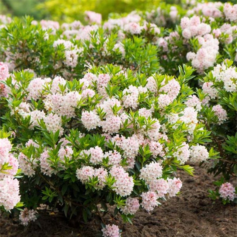 Rhododendron Bloombux (Plant habit)