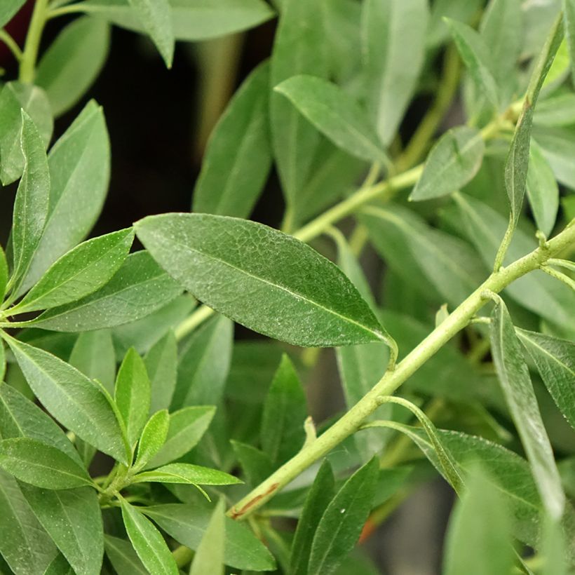 Rhododendron Bloombux Magenta (Feuillage)