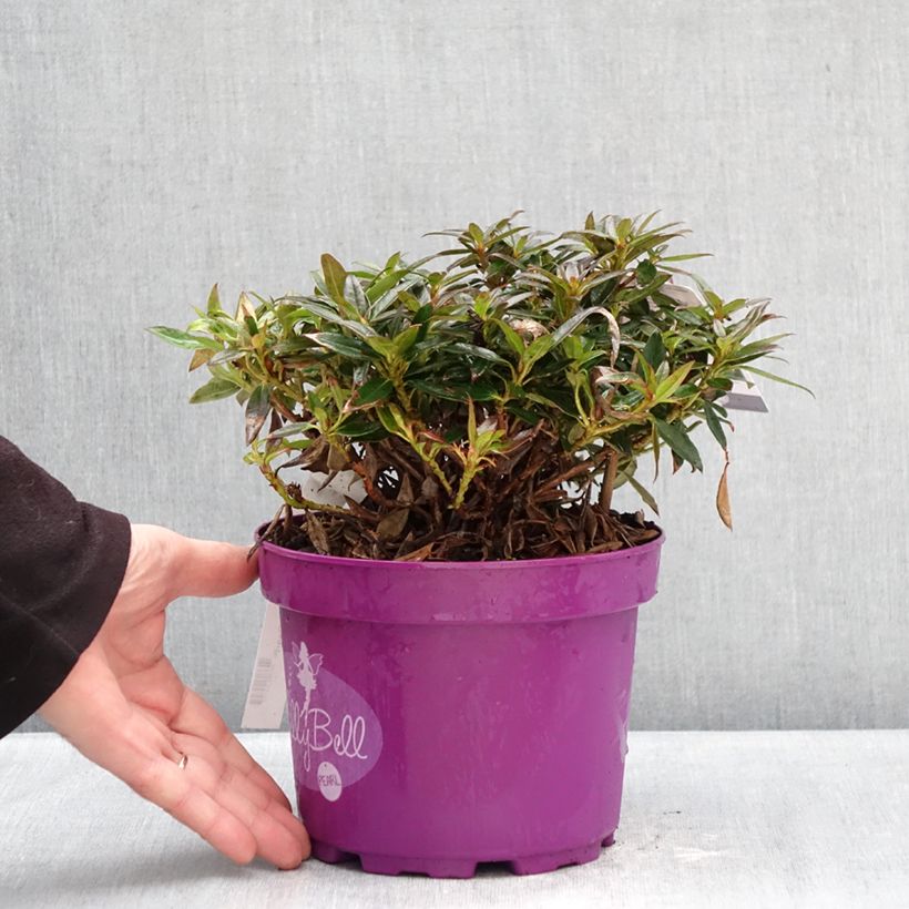Spécimen de Rhododendron campylogynum Lilly Bell - Rhododendron nain Pot de 3L/4L tel que livré en hiver