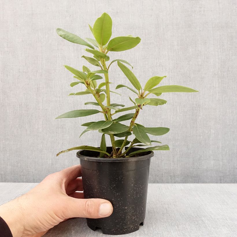 Example of Rhododendron catawbiense Boursault Pot de 12 cm / 13 cm as you get in printemps