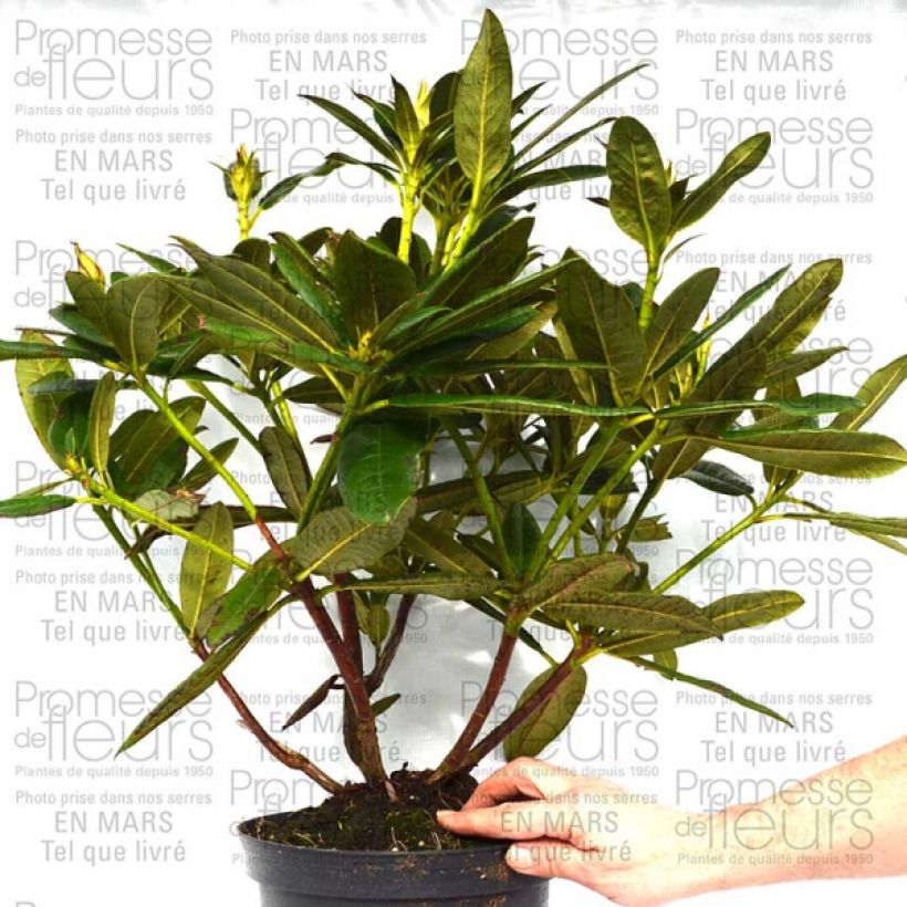 Exemple de spécimen de Rhododendron Champagne - Grand Rhododendron Pot de 4L/5L tel que livré