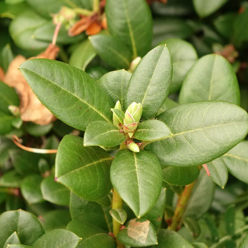 Rhododendron Cilpinense  (Feuillage)