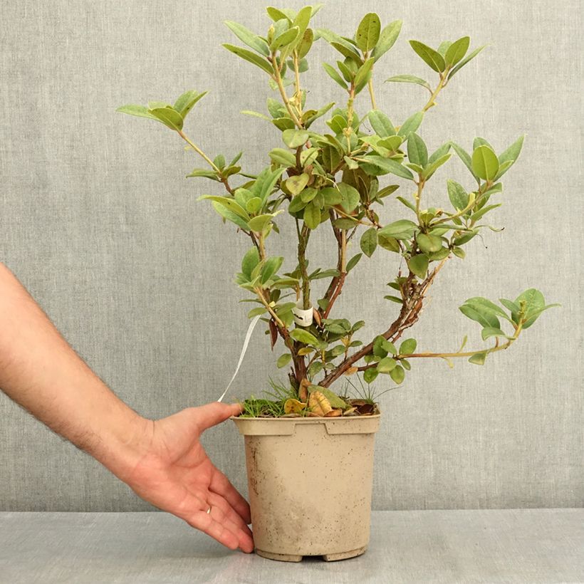 Spécimen de Rhododendron Cilpinense  Pot de 4L/5L tel que livré en été
