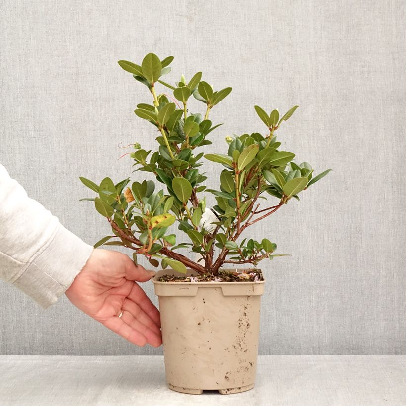 Spécimen de Rhododendron Cilpinense  Pot de 4L/5L tel que livré au printemps
