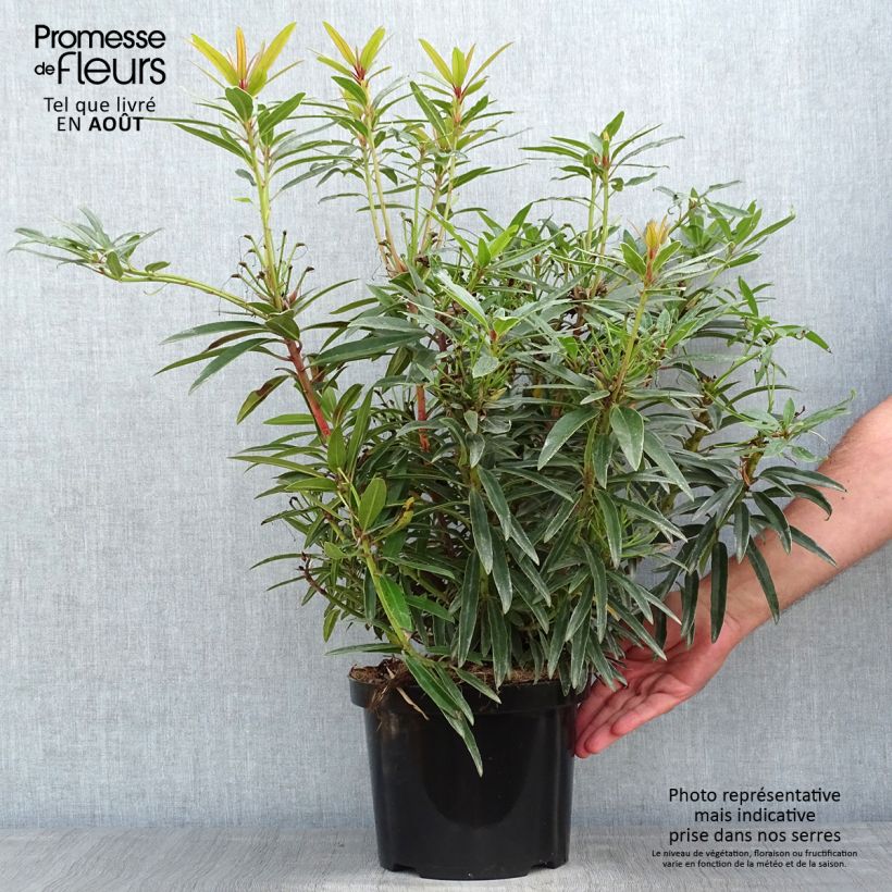 Spécimen de Rhododendron Graziella - Grand Rhododendron Pot de 3L/4L tel que livré en été