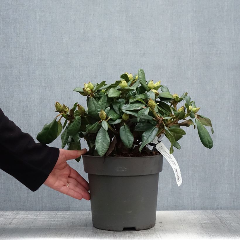 Spécimen de Rhododendron x haematodes Lisetta - Rhododendron nain Pot de 6L/7L tel que livré au printemps