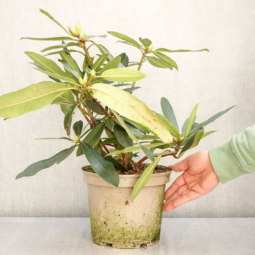 Spécimen de Rhododendron Halopeanum - Grand rhododendron Pot de 4L/5L tel que livré en hiver