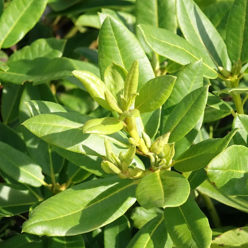 Rhododendron hybride Easydendron INKARHO Belkanto (Feuillage)