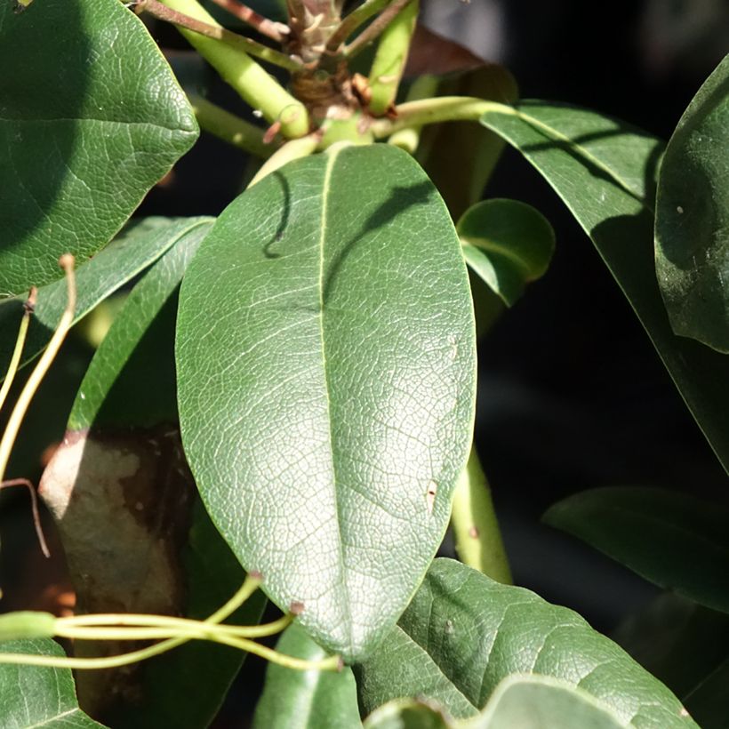 Rhododendron hybride Easydendron INKARHO Grandiflorum (Feuillage)