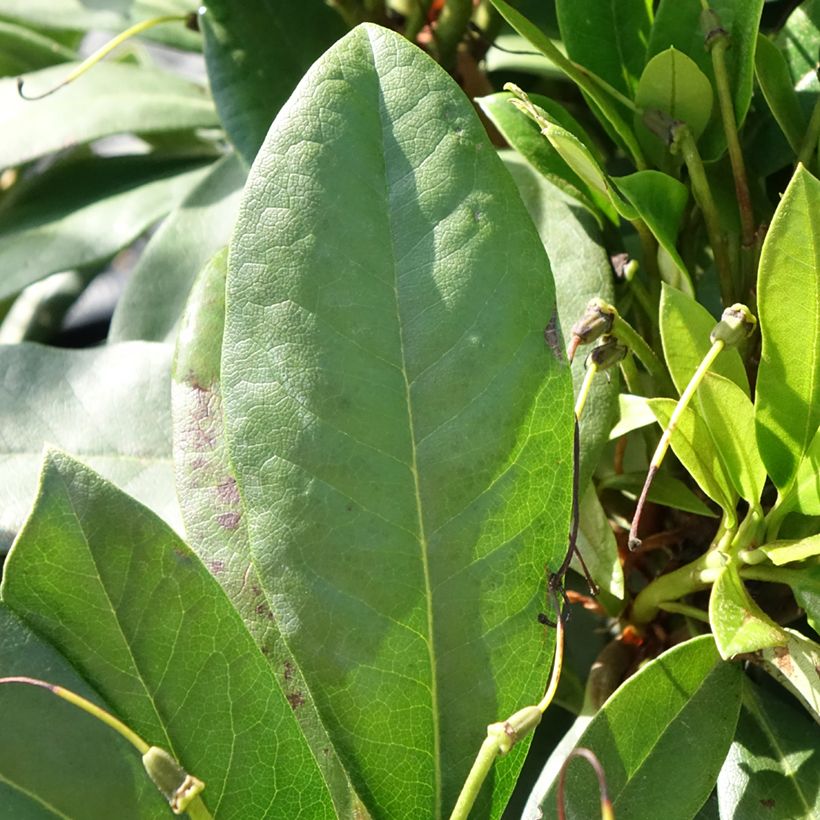 Rhododendron hybride Easydendron INKARHO Orakel (Feuillage)