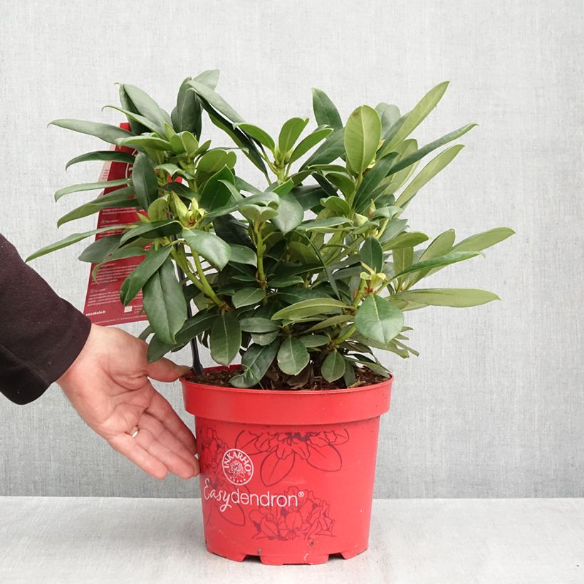 Spécimen de Rhododendron hybride Easydendron INKARHO Pfauenauge Pot de 4L/5L tel que livré en automne