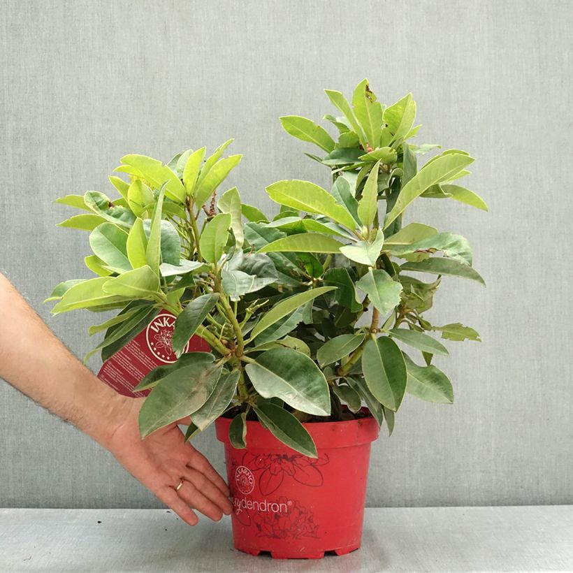 Spécimen de Rhododendron hybride Easydendron INKARHO Rabatz Pot de 4L/5L tel que livré en été