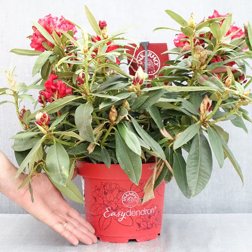 Spécimen de Rhododendron hybride Easydendron INKARHO Rabatz Pot de 4L/5L tel que livré au printemps
