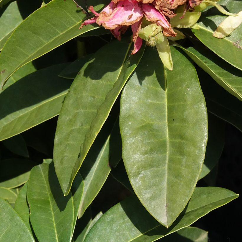 Rhododendron hybride Inkarho Diderk (Feuillage)