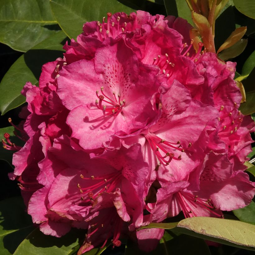 Rhododendron hybride Inkarho Diderk (Floraison)