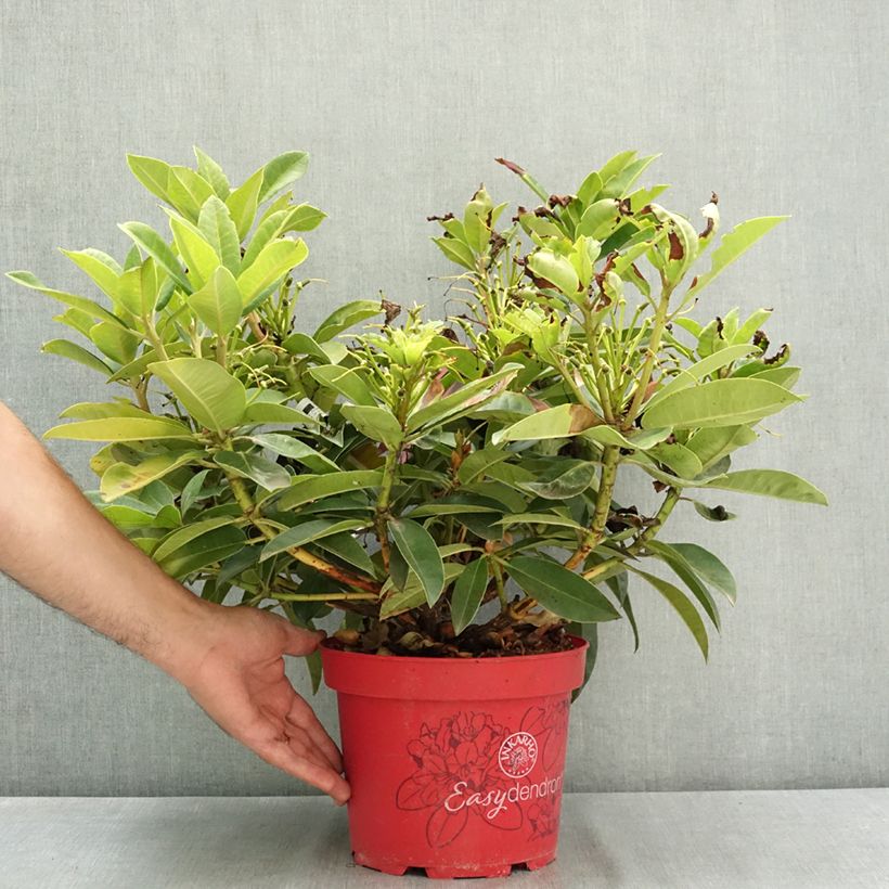 Spécimen de Rhododendron hybride Inkarho Diderk Pot de 4L/5L tel que livré en été