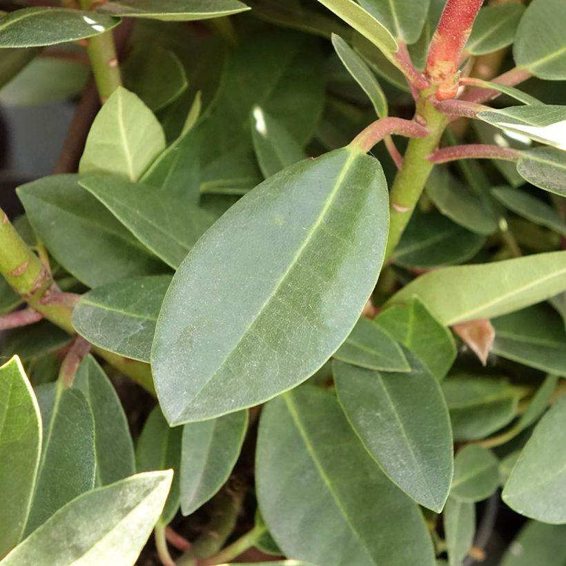 Rhododendron hybride Raphaela (Feuillage)