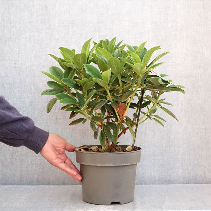 Spécimen de Rhododendron hybride Sun Fire Pot de 4L/5L tel que livré en automne