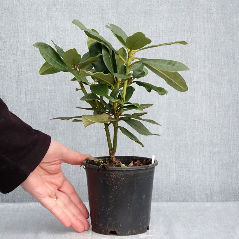 Example of Rhododendron Inkarho  Nova Zembla Pot de 12 cm / 13 cm as you get in hiver