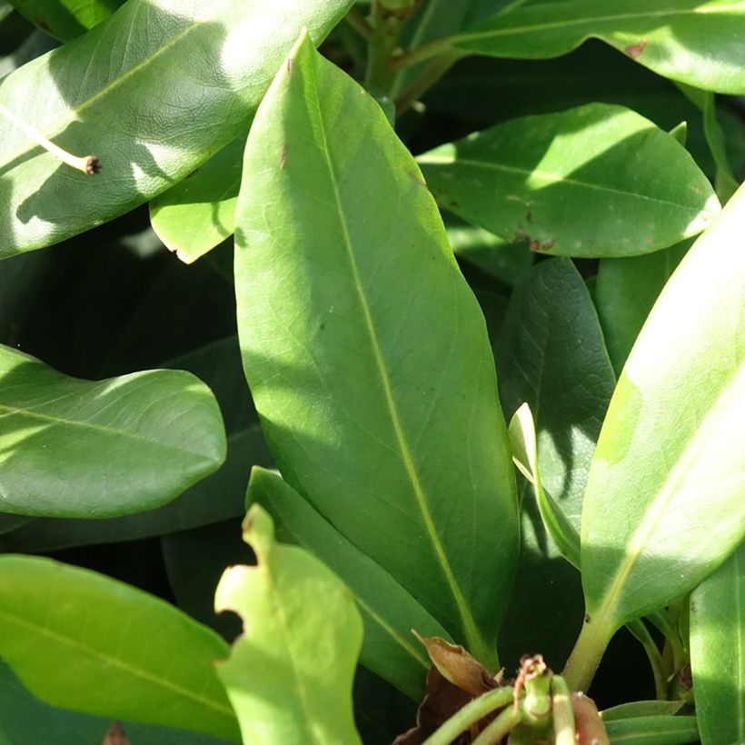 Rhododendron Inkarho Rosa Dufthecke (Feuillage)
