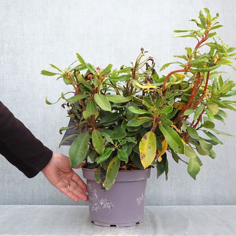 Spécimen de Rhododendron Inkarho Rosa Dufthecke Pot de 4L/5L tel que livré en automne