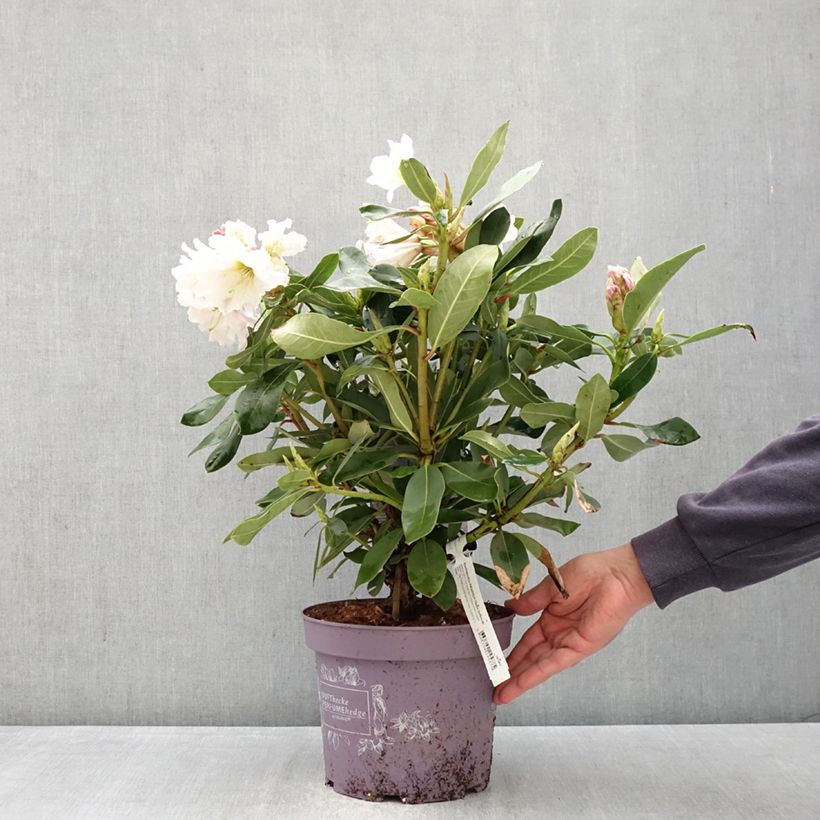 Spécimen de Rhododendron Inkarho Weiße Dufthecke Pot de 4L/5L tel que livré au printemps