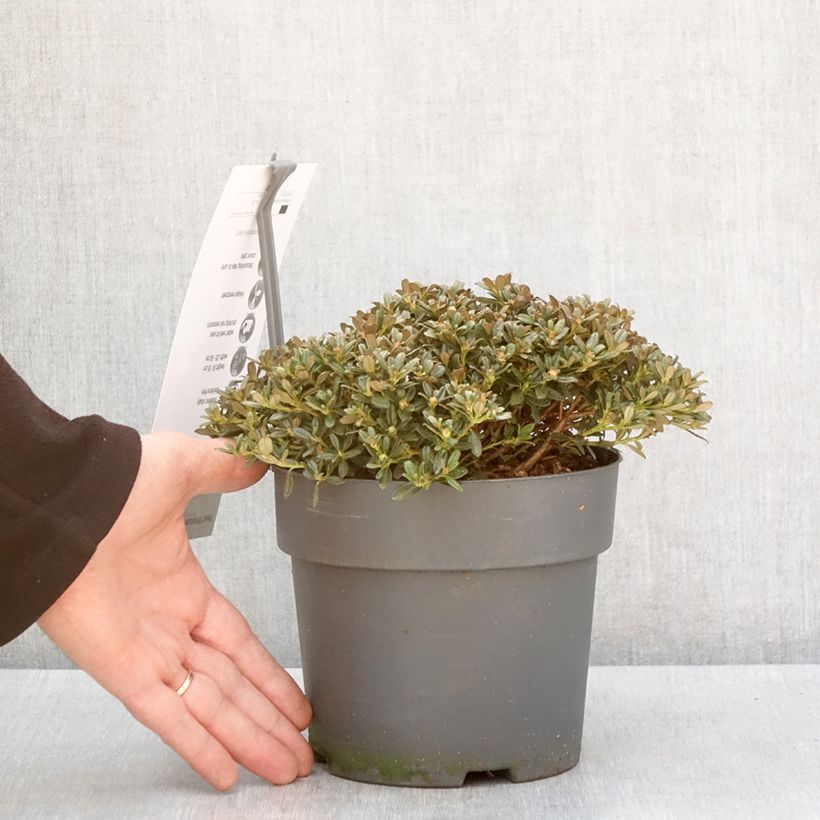 Spécimen de Rhododendron keleticum - Rhododendron nain Pot de 2L/3L tel que livré en hiver