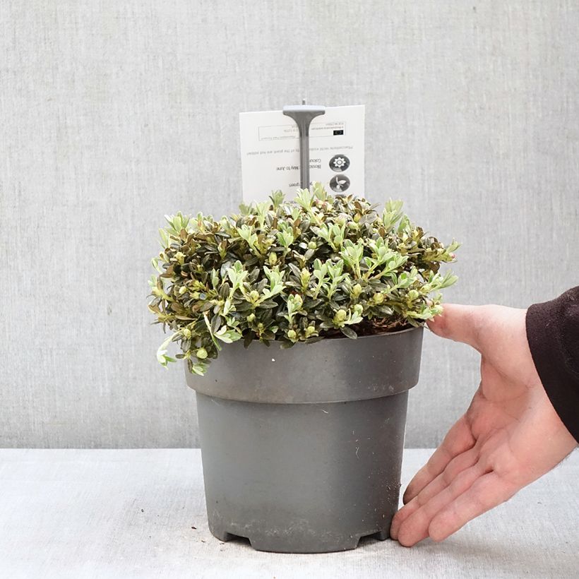 Spécimen de Rhododendron keleticum - Rhododendron nain Pot de 2L/3L tel que livré au printemps