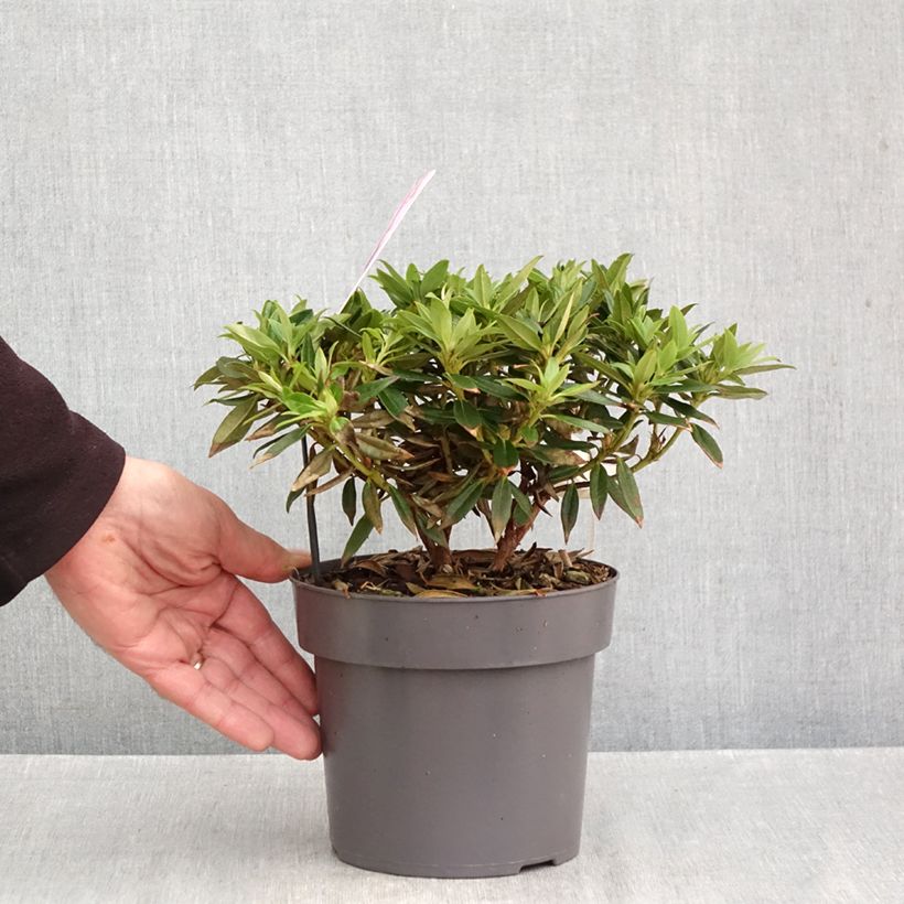 Spécimen de Rhododendron keleticum Robert Seleger - Rhododendron nain Pot de 2L/3L tel que livré en automne