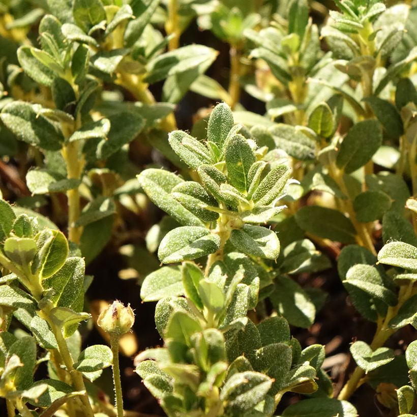 Rhododendron Lilly Bell Dream - Rhododendron nain (Feuillage)