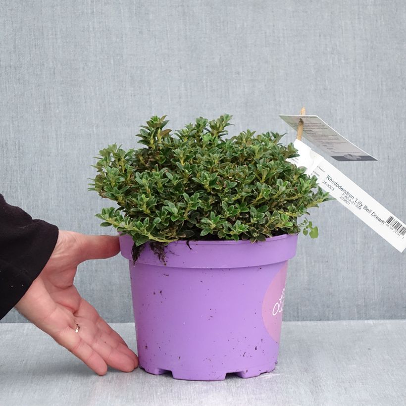 Spécimen de Rhododendron Lilly Bell Dream - Rhododendron nain Pot de 3L/4L tel que livré en automne