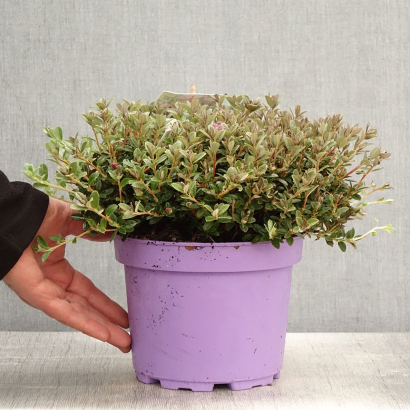 Spécimen de Rhododendron Lilly Bell Dream - Rhododendron nain Pot de 3L/4L tel que livré au printemps