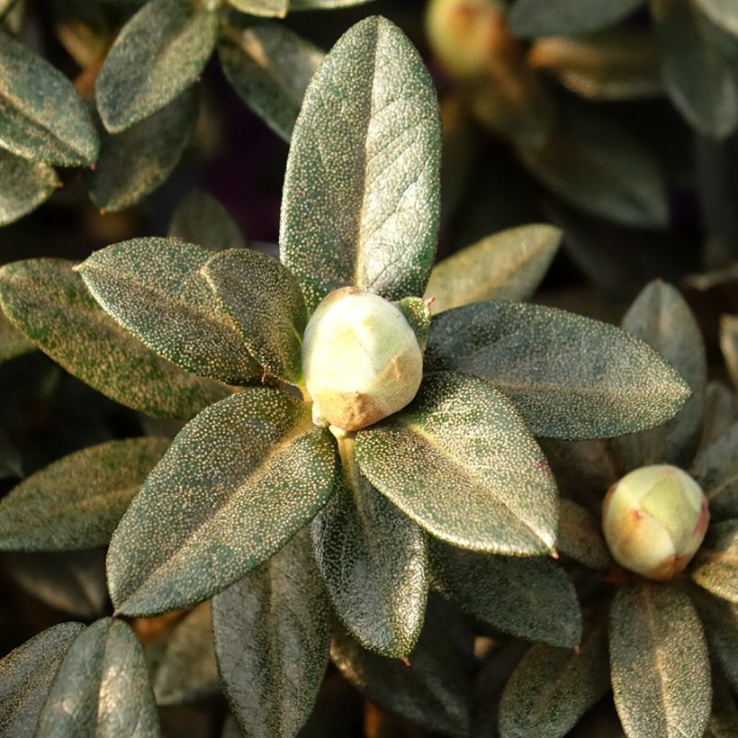 Rhododendron Lilly Bell Magic - Rhododendron nain (Feuillage)