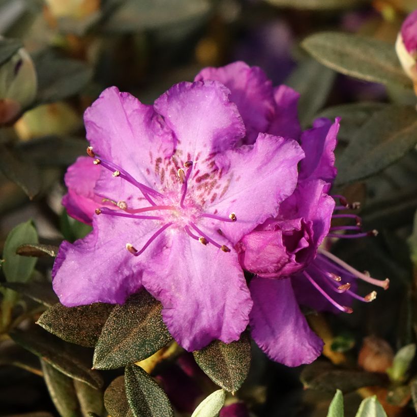 Rhododendron Lilly Bell Magic - Rhododendron nain (Floraison)
