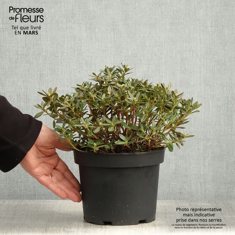 Spécimen de Rhododendron Lilly Bell Magic - Rhododendron nain Pot de 3L/4L tel que livré au printemps