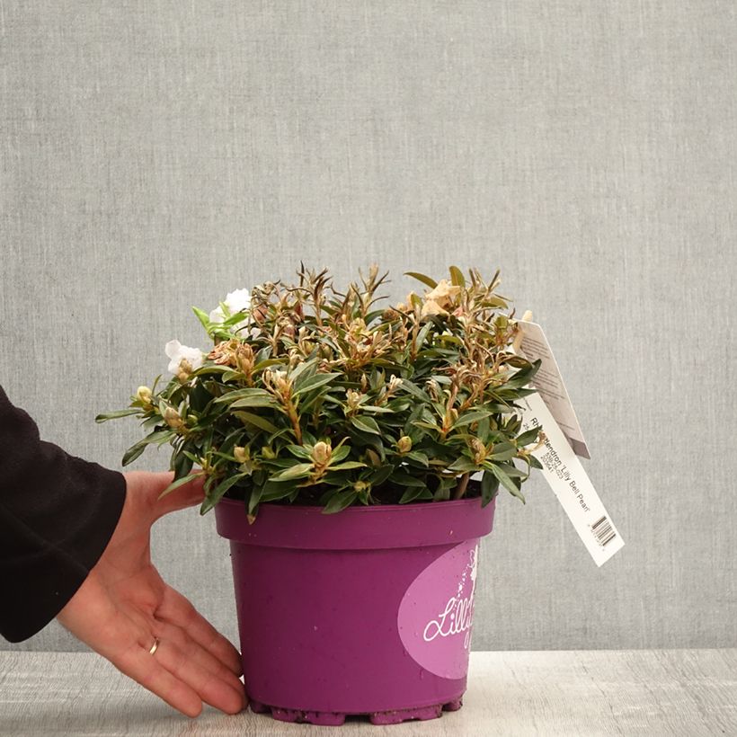 Spécimen de Rhododendron Lilly Bell Pearl - Rhododendron nain Pot de 3L/4L tel que livré au printemps