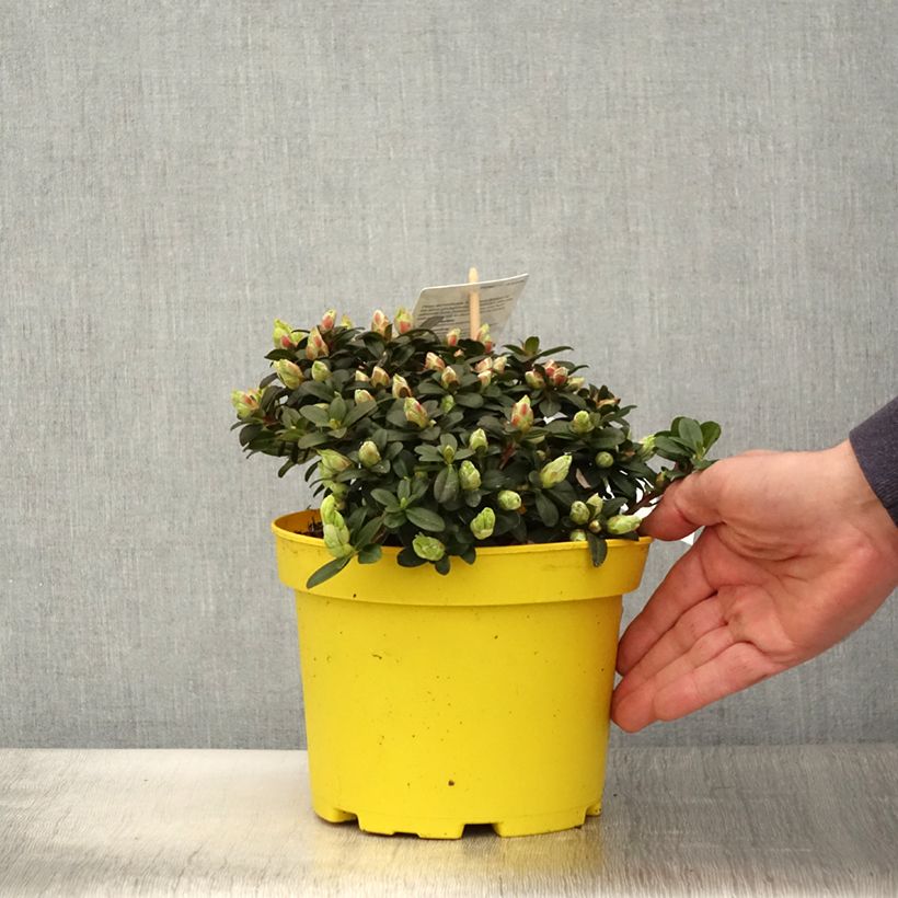 Example of Rhododendron Lilly Bell Sun - Rhododendron nain Pot de 3L/4L as you get in printemps