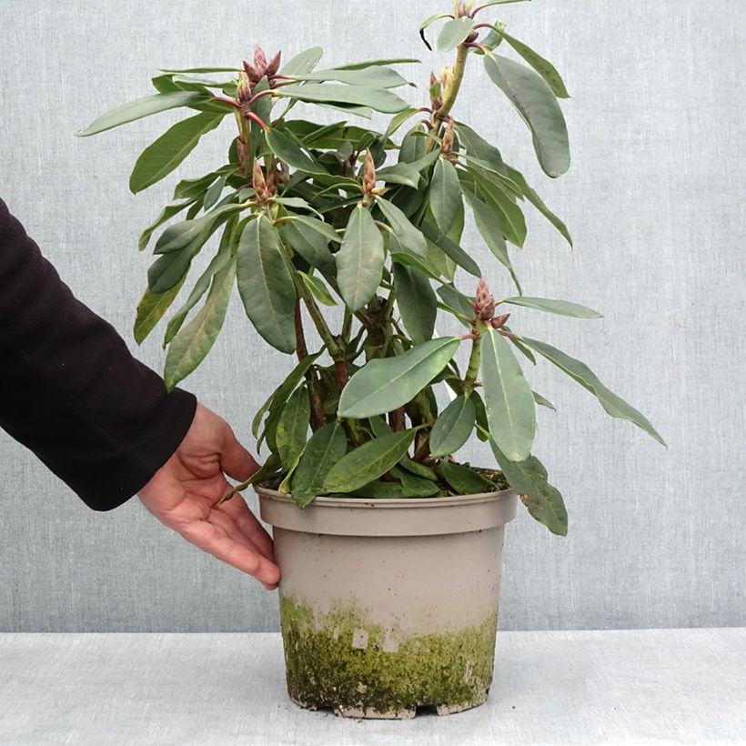 Spécimen de Rhododendron loderi King George Pot de 4L/5L tel que livré au printemps